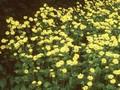 Doronicum pardalianches Goldstrauss Image 1