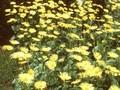 Doronicum plantagineum Excelsum Image 1