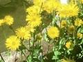 Doronicum plantagineum Strahlengold Image 1