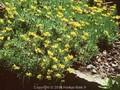 Draba aizoides Image 1
