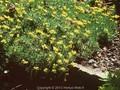 Draba azoides Image 1