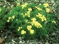 Draba dicranoides Image 1