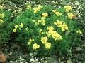 Draba diversifolia Image 1
