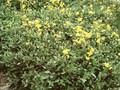 Draba repens Image 1