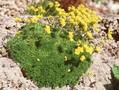 Draba rigida Image 1