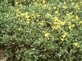 Draba sibirica Image 1
