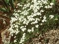 Draba suendermannii Image 1