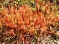 Drosera anglica Image 1