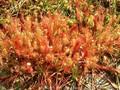 Drosera longifolia Image 1