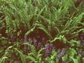Dryopteris affinis Compacta Image 1