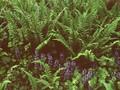 Dryopteris affinis Pinderi Image 1