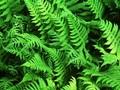 Dryopteris phegopteris Image 1