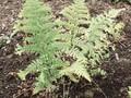 Dryopteris spinulosa Image 1