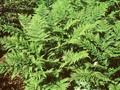 Dryopteris spinulosa var americana Image 1