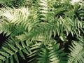 Dryopteris tavelii Image 1