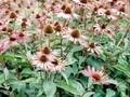 Echinacea purpurea Abendsonne Image 1