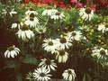 Echinacea purpurea Alba Image 1