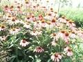 Echinacea purpurea Magnus Image 1