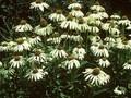 Echinacea purpurea White Lustre Image 1