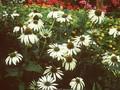 Echinacea purpurea White Swan Image 1