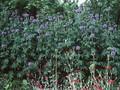 Echinops bannaticus Image 1