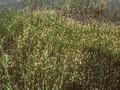 Eleocharis acicularis Image 1