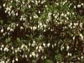 Enkianthus perulatus Image 1