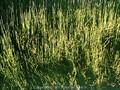 Ephedra gerardiana Image 1
