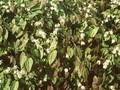 Epimedium macranthum var niveum Image 1