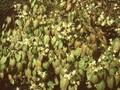 Epimedium macranthum var sulphureum Image 1