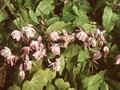 Epimedium musschianum var violaceum Image 1