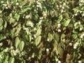 Epimedium niveum Image 1