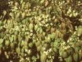 Epimedium ochroleucum Image 1