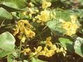 Epimedium pinnatum var elegans Image 1