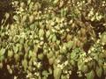 Epimedium pinnatum var sulphureum Image 1