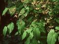 Epimedium pubigerum Image 1