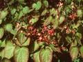 Epimedium purpureum Image 1