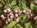 Epimedium roseum Image 1