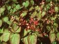 Epimedium rubrum Image 1