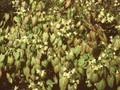 Epimedium sulphureum Image 1