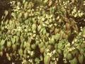 Epimedium versicolor Sulphureum Image 1