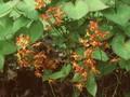 Epimedium warleyense Image 1