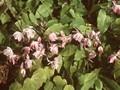 Epimedium youngianum Lilacinum Image 1