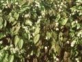 Epimedium youngianum Niveum Image 1