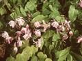 Epimedium youngianum Roseum Image 1