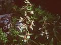 Epipactis palustris Image 1