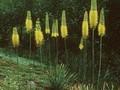 Eremurus bungei Image 1