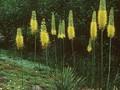 Eremurus stenophyllus Image 1