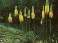 Eremurus stenophyllus var bungei Image 1