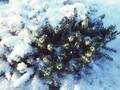 Erica carnea Snow Queen Image 1